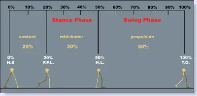 gait cycle