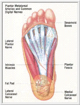 anatomy on bottom of foot